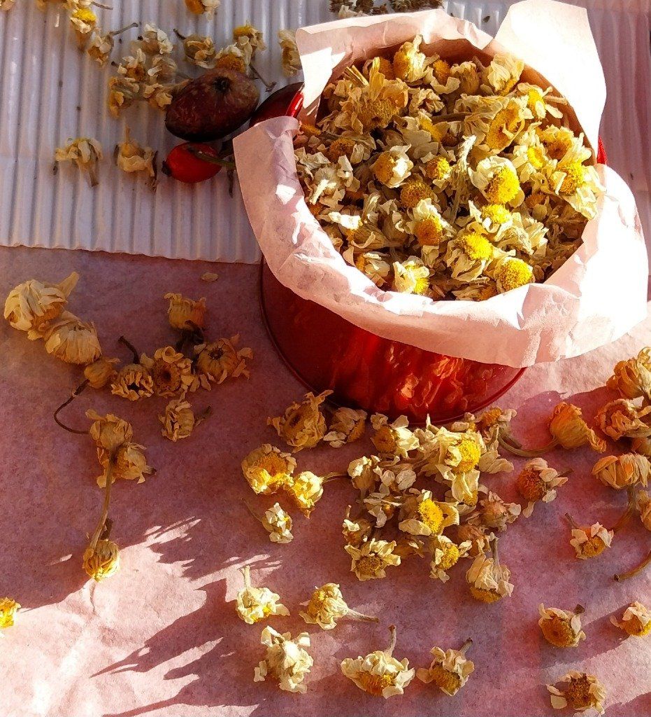 camomille naturelle française