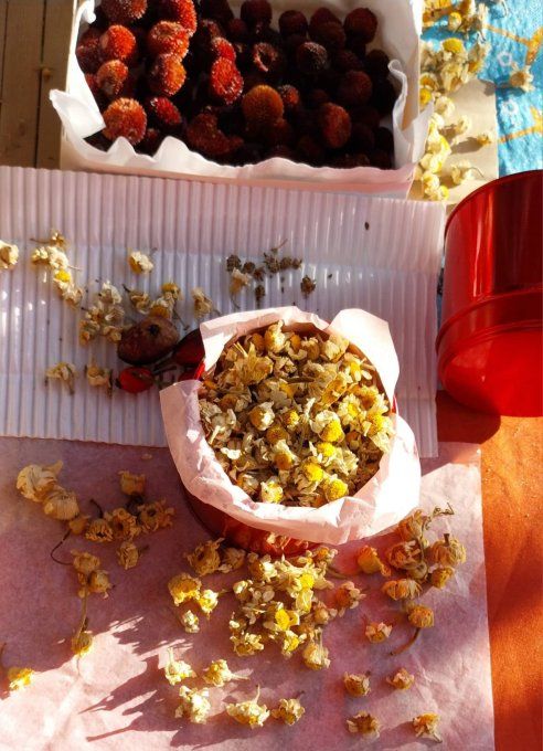 herboristerie de Fleurs de camomille Bio