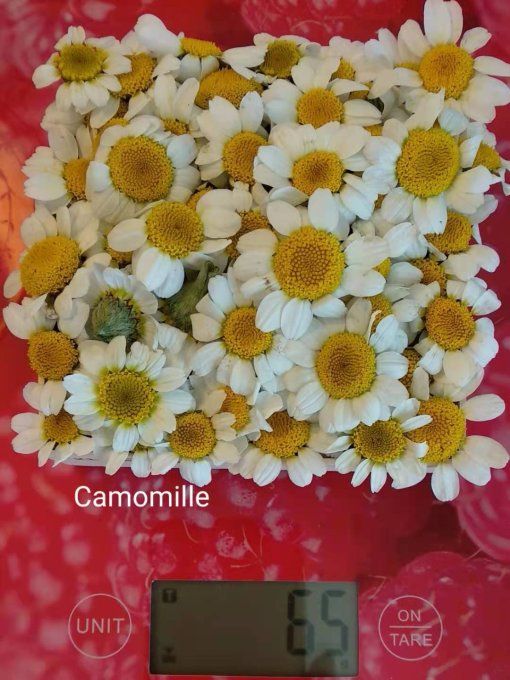 herboristerie de Fleurs de camomille Bio