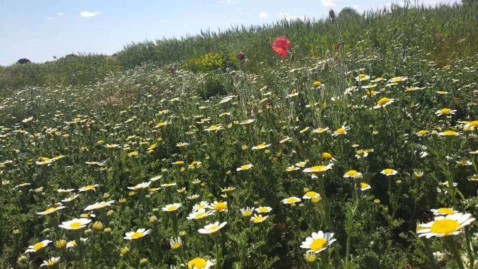 Tisane aromatique de fleur de  thym et  camomille pour bien-être