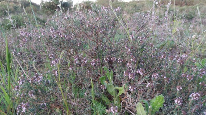 Herbes Aromatiques comme le Thym Naturel  Epices/Tisane