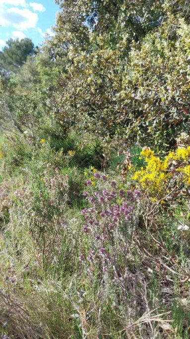 Herbes Aromatiques comme le Thym Naturel  Epices/Tisane
