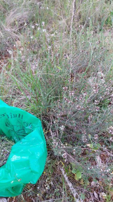 Herbes Aromatiques comme le Thym Naturel  Epices/Tisane