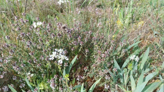 Herbes aromatiques--Le thym et le laurier frais
