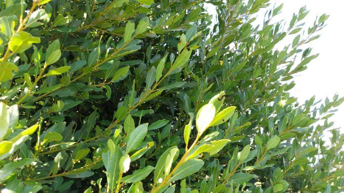 Feuilles  séchées de laurier Bio pour épice ou infusion