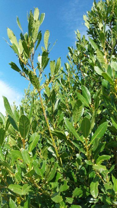 Feuilles  séchées de laurier Bio pour épice ou infusion
