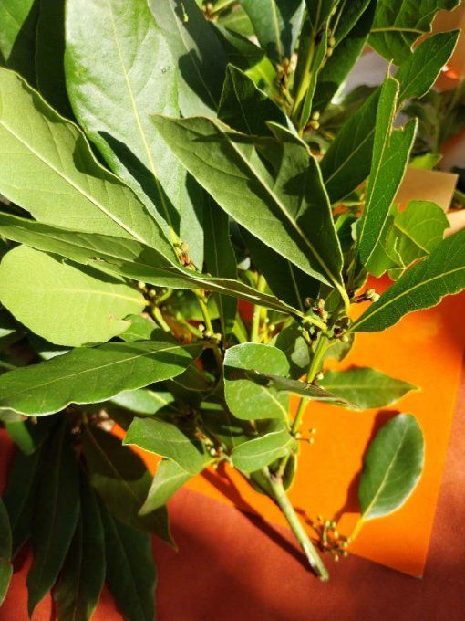 Herbes aromatiques--Le thym et le laurier frais