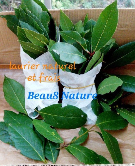 Herbes Aromatiques comme le laurier
