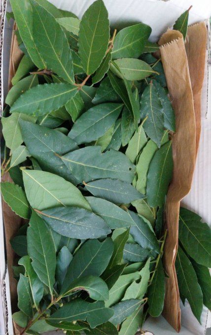 Feuilles  séchées de laurier Bio pour épice ou infusion