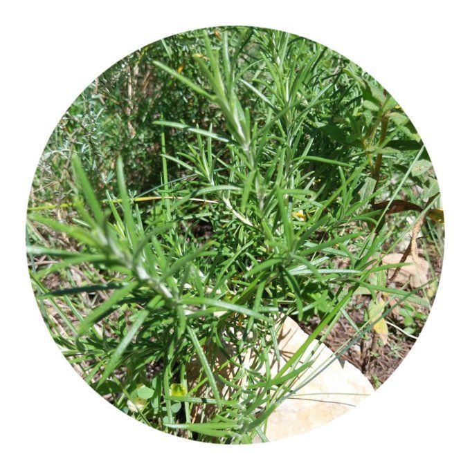 Herbes aromatiques comme  le romarin